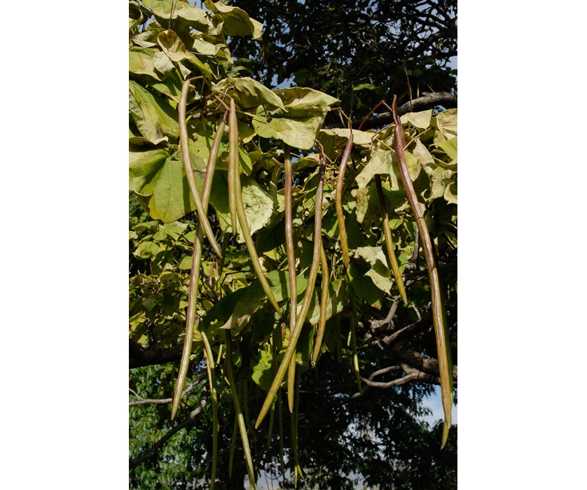 Western Catalpa